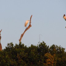 Birds at sunrise I